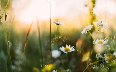 Spring Reset: Refresh Your Health and Fitness Goals This Season